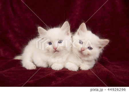 Two baby ragdoll cats lying on burgundy velvet 44926296