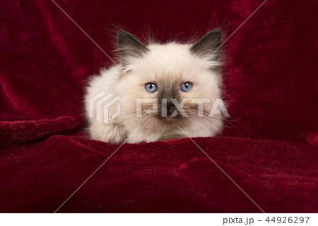 Baby ragdoll kitten with blue eyes lying down 44926297