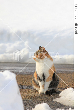 大雪が降り除雪された雪の山の前で座り日に当たる三毛猫 44926715