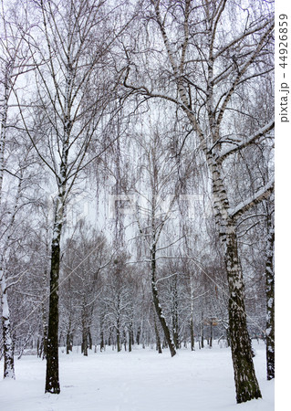 Birch forest in snow. Freeze and snow background 44926859