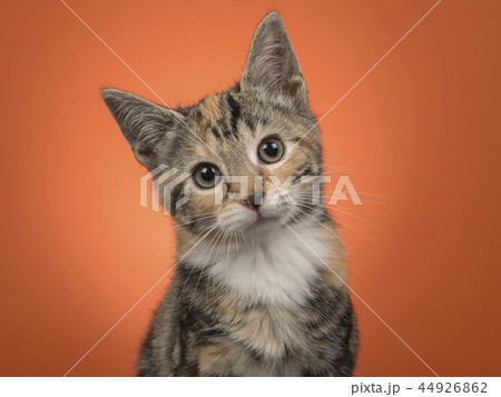 Portrait of a young cat on orange background 44926862