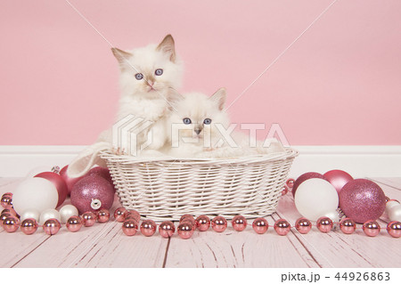 Baby ragdoll in a basket with christmas decoration 44926863