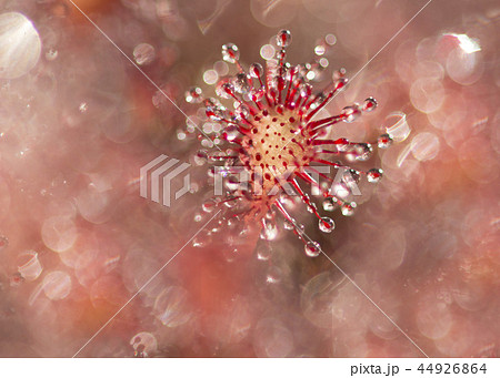 Sundew plant close up seen from above  44926864