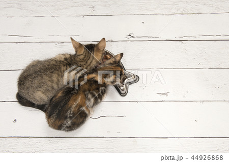 Two kittens eating meat out of a bowl Two kittens eating meat out of a bowl 44926868
