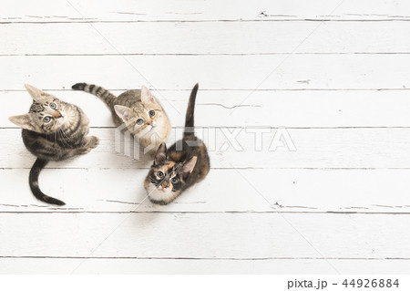 Three cute kittens looking up  44926884