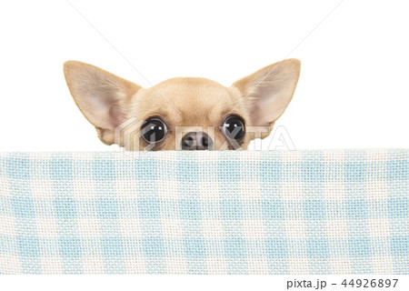 Chihuahua dog peaking over the edge 44926897