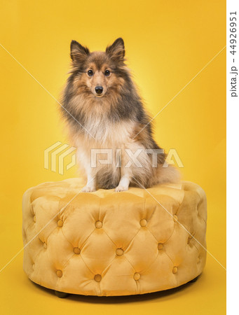 Shetland sheepdog sitting on a yellow pouf  44926951