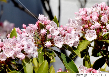 三鷹中原に咲くカルミア（アメリカシャクナゲ） 44928104