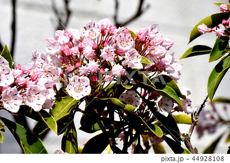 三鷹中原に咲くカルミア（アメリカシャクナゲ） 44928108