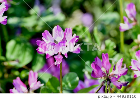 三鷹中原に咲くレンゲ(ゲンゲ) 三鷹中原に咲くレンゲ(ゲンゲ) 44928110