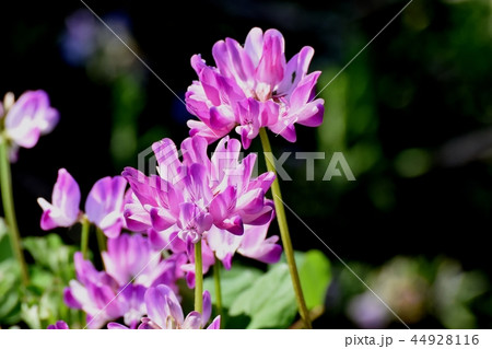 三鷹中原に咲くレンゲ(ゲンゲ) 三鷹中原に咲くレンゲ(ゲンゲ) 44928116