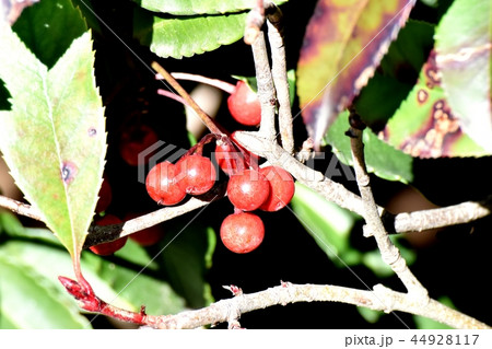 三鷹中原になる未完熟なマンリョウの実 44928117