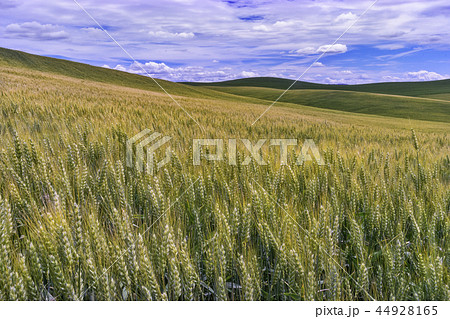 Palouse Region of Washington 44928165