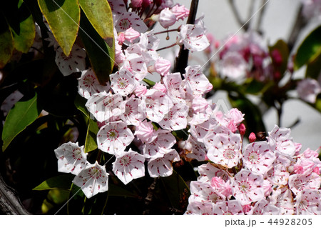 三鷹中原に咲くカルミア（アメリカシャクナゲ） 44928205