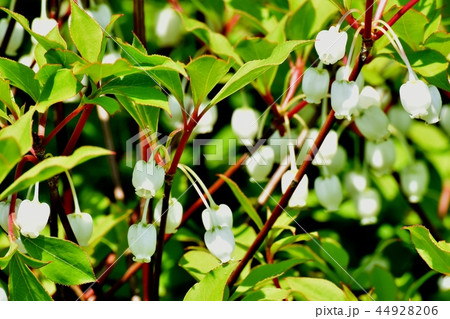 三鷹中原に咲くドウダンツツジ 44928206