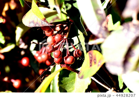 三鷹中原になる未完熟なマンリョウの実 44928207