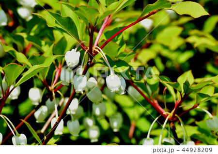 三鷹中原に咲くドウダンツツジ 44928209