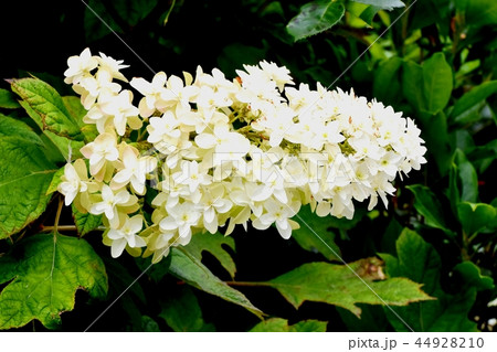 三鷹中原に咲くカシワバアジサイ 44928210