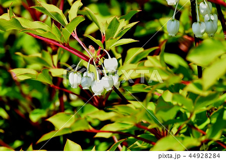 三鷹中原に咲くドウダンツツジ 44928284