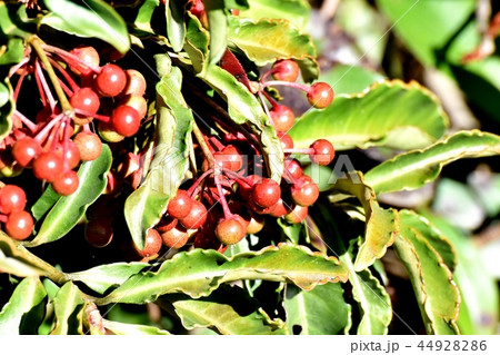 三鷹中原になる未完熟なマンリョウの実 三鷹中原になる未完熟なマンリョウの実 44928286