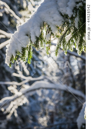 A branch of spruce under the snow backlit by sunlight A branch of spruce under the snow backlit by sunlight 44928542
