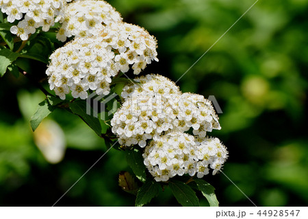 三鷹中原に咲くコデマリの白い花 44928547