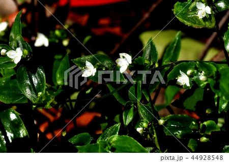 三鷹中原に咲くトキワツユクサ 44928548