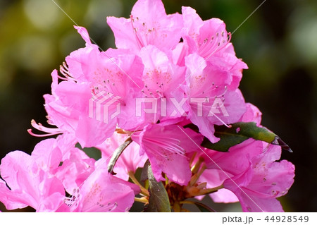 三鷹中原に咲くミツバツツジ 44928549