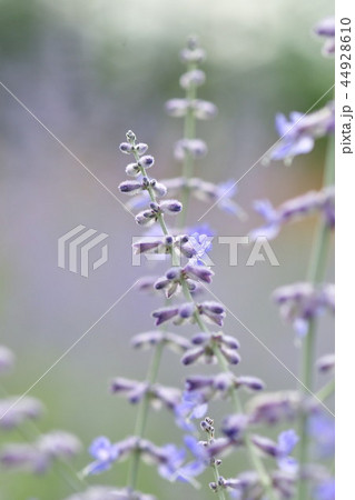 ロシアンセージ(イメージ) ロシアンセージ(イメージ) 44928610