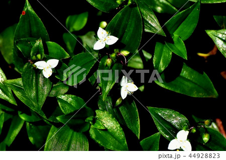 三鷹中原に咲くトキワツユクサ 三鷹中原に咲くトキワツユクサ 44928823