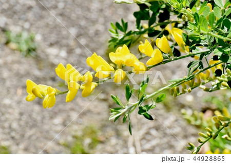 三鷹中原に咲くエニシダの黄色い花 三鷹中原に咲くエニシダの黄色い花 44928865