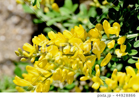 三鷹中原に咲くエニシダの黄色い花 三鷹中原に咲くエニシダの黄色い花 44928866