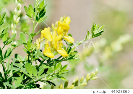 三鷹中原に咲くエニシダの黄色い花 44928869