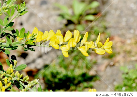 三鷹中原に咲くエニシダの黄色い花 44928870