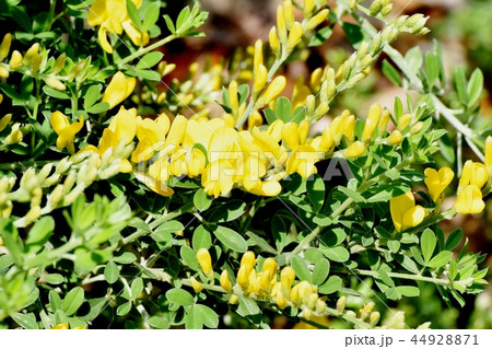 三鷹中原に咲くエニシダの黄色い花 三鷹中原に咲くエニシダの黄色い花 44928871