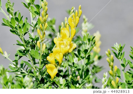 三鷹中原に咲くエニシダの黄色い花 三鷹中原に咲くエニシダの黄色い花 44928913