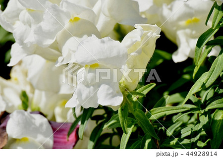 三鷹中原に咲く白いキンギョソウ 44928914