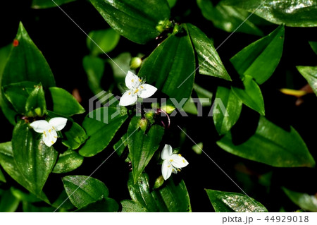 三鷹中原に咲くトキワツユクサ 三鷹中原に咲くトキワツユクサ 44929018