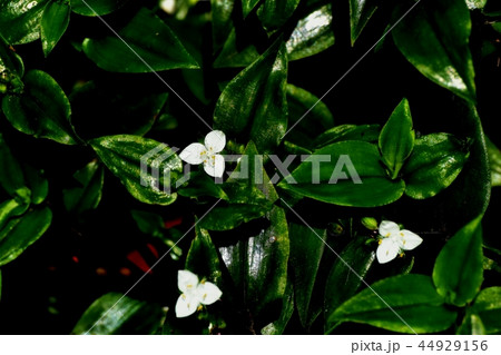 三鷹中原に咲くトキワツユクサ 44929156