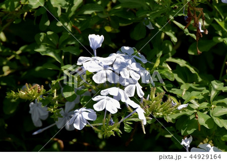 三鷹中原に咲くルリマツリ 44929164