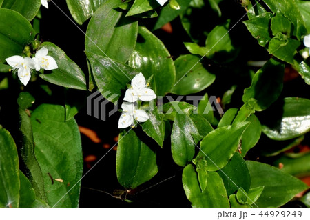 三鷹中原に咲くトキワツユクサ 44929249