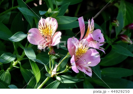 三鷹中原に咲くアルストロメリア 44929250