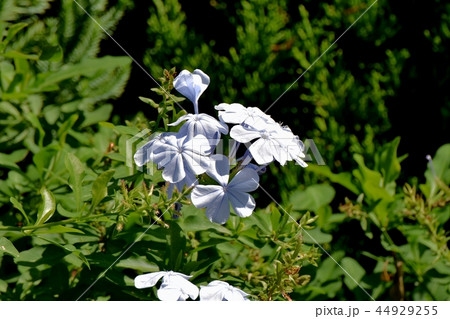 三鷹中原に咲くルリマツリ 44929255