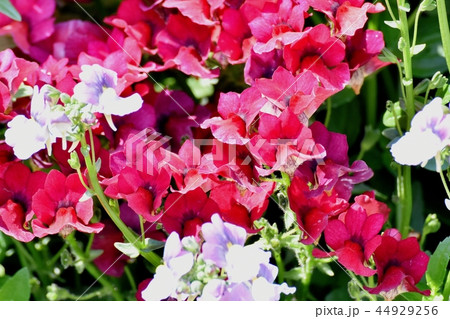 三鷹中原に咲く赤いリナリア 44929256