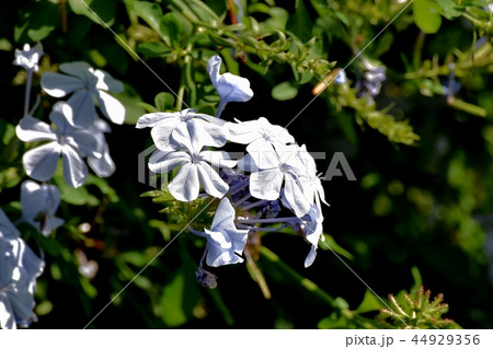 三鷹中原に咲くルリマツリ 44929356