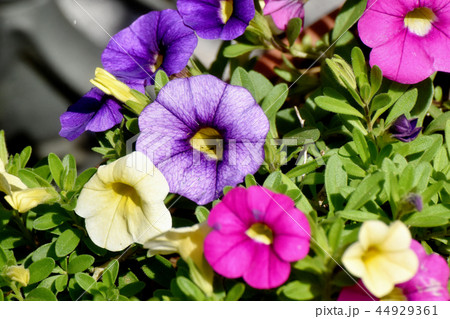 三鷹中原に咲くペチュニア 44929361