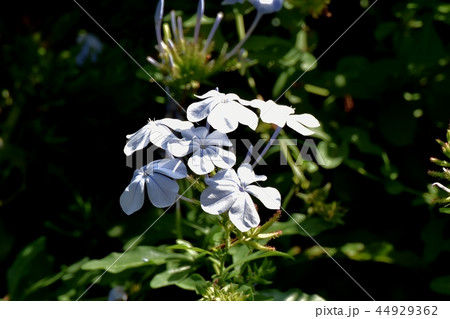 三鷹中原に咲くルリマツリ 44929362