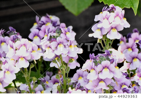 三鷹中原に咲く薄い紫のリナリア 44929363