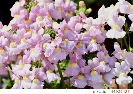 三鷹中原に咲く薄いピンクのリナリア 44929427