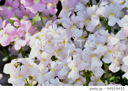 三鷹中原に咲く薄いピンクのリナリア 三鷹中原に咲く薄いピンクのリナリア 44929435